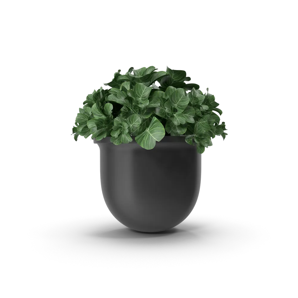 Plant Pot - 2