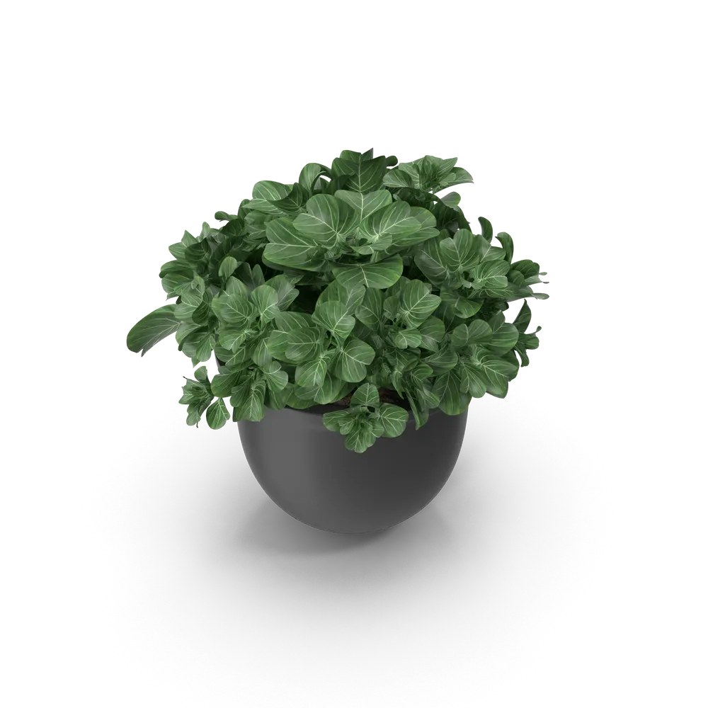 Plant Pot - 3