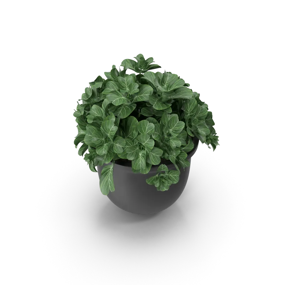 Plant Pot - 4